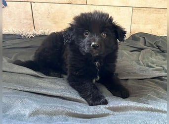 Welpe Chip Nr. 275371 - der kleine Racker freut sich auf tolle Abenteuer mit seinen Menschen