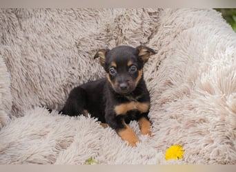 Welpe Chip-Nr. 275953 - wenn ich groß bin möchte ich so gerne eine richtige Familienhündin sein!