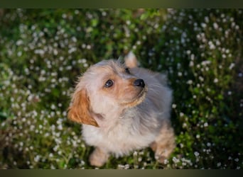 Welpe ULLI - schenkst du mir dein Herz und ein liebevolles Zuhause?