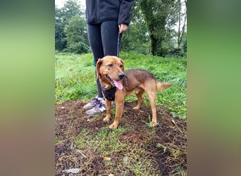 BAILEY - wer zeigt dem fröhlichen, dankbaren Rüden, wie schön ein Hundeleben sein kann?