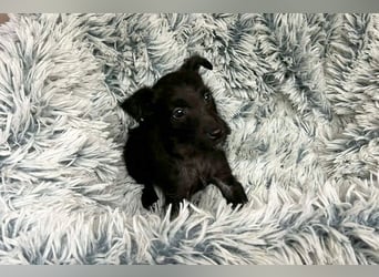 Welpe JANG - kuscheln, lernen, spielen - wer schenkt mir Liebe und ein tolles Hundeleben?