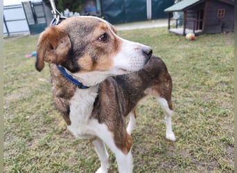 MAYA - die liebe und zutrauliche Hündin wartet gespannt auf ihre Menschen!