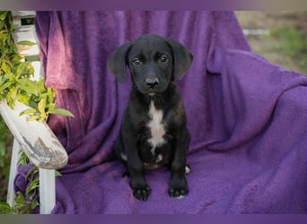Welpe Chip-Nr. 290158 - ich suche einen Namen und am liebsten auch gleich eine tolle Familie!