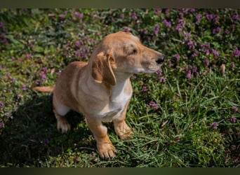 Welpe ELIZA - wenn ich groß bin möchte ich eine richtige Familienhündin sein...