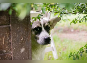 TOMMI - ich bin noch etwas zurückhaltend und suche eine geduldige, hundeerfahrene Familie..