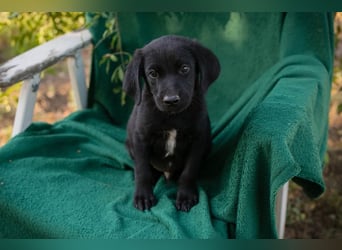 Welpe Chip Nr. 289407 - wenn ich groß bin möchte ich ein richtiger Familienhund sein!