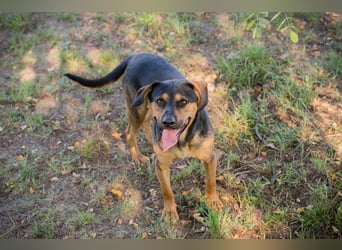 NICO - lernen, toben, kuscheln, mit meiner Familie und mit Artgenossen spielen - das wünsch ich mir!