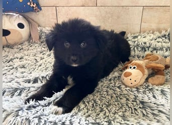 Welpe Chip-Nr. 264925 - kleiner "Dreikäsehoch" sucht liebevolle Heimat.