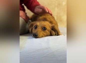 JARAH - welche einfühlsame Familie zeigt der schüchternen Maus, wie schön das Leben sein kann?