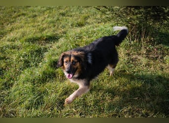 NAMIRA - die lebhafte, aktive Hündin ist nichts für Couchpotatos :-)