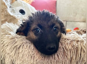 Welpe PAULA - der kleine Goldschatz freut sich auf ein tolles Leben an DEINER Seite!