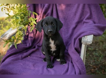 Welpe Chip-Nr. 290158 - ich suche einen Namen und am liebsten auch gleich eine tolle Familie!