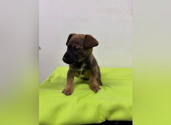 Welpe KARLI - der unternehmungslustige kleine Racker möchte mit seinen Menschen die Welt entdecken!