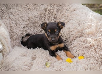 Welpe Chip-Nr. 275953 - wenn ich groß bin möchte ich so gerne eine richtige Familienhündin sein!