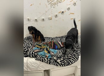 SKIBBY - ich möchte spielen + kuscheln und suche Familienanschluss mit großem Garten