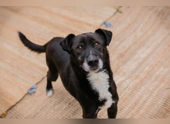 FIDO - der aufgeschlossene Rüde freut sich auf tolle Abenteuer mit seinen Menschen