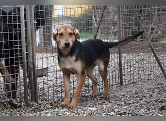 LARA - die soziale Hündin ist noch zurückhaltend und sucht hundeerfahrene Menschen