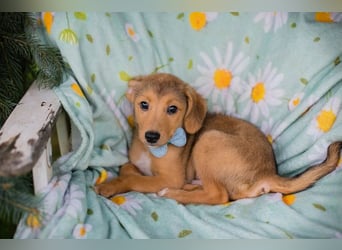 Welpe IBU - kuscheln, schmusen, lernen... schenkst du mir ein Zuhause?