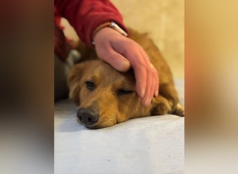 JARAH - welche einfühlsame Familie zeigt der schüchternen Maus, wie schön das Leben sein kann?