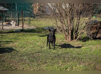 ANOUSH - das liebe Mädchen träumt davon, eine richtige Familienhündin zu sein!