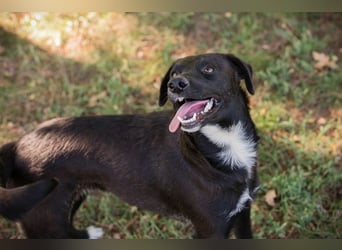Chip 264832 - Junghund auf der Suche nach seiner Familie
