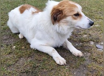 MALVA - wer schenkt mir sein Herz und ein Zuhause?