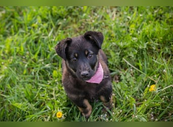 Welpe SOPHIA - das fröhliche Mädchen möchte so gern eine richtige Familienhündin sein!