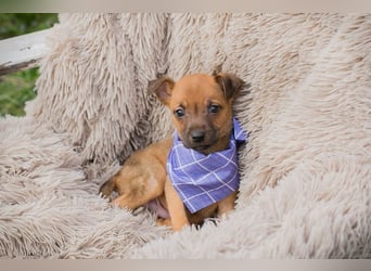 Welpe Chip-Nr. 272072 - wer schenkt mir ein liebevolles Für-Immer Zuhause?