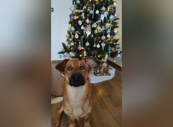 FOXY - ich wünsche mir eine liebevolle Familie, die mir zeigt wie schön ein Hundeleben sein kann...