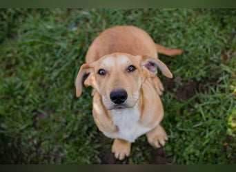 Welpe ELIZA - wenn ich groß bin möchte ich eine richtige Familienhündin sein...