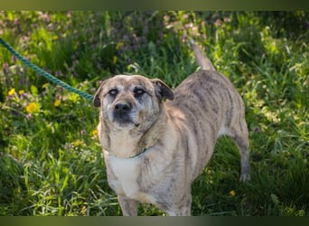 WILSON - der ruhige und bedächtige Senior mit der zarten Seele sucht ein liebevolles Zuhause