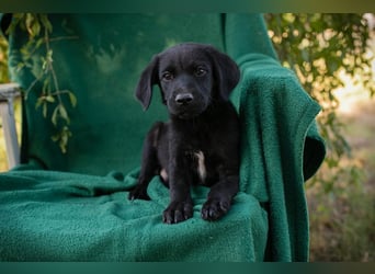 Welpe Chip Nr. 289407 - wenn ich groß bin möchte ich ein richtiger Familienhund sein!