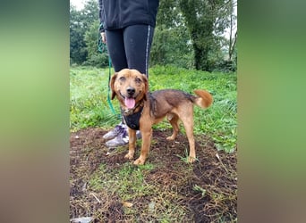 BAILEY - wer zeigt dem fröhlichen, dankbaren Rüden, wie schön ein Hundeleben sein kann?