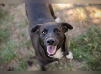 Chip 264832 - Junghund auf der Suche nach seiner Familie