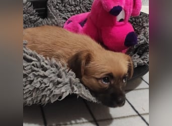 Welpe CANDY - wer spielt, lernt und kuschelt mit mir und lässt mich nie mehr alleine?