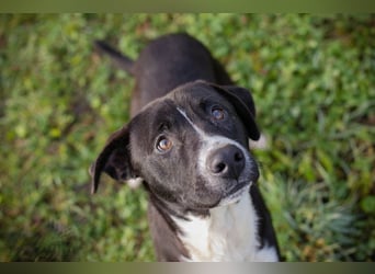 Chip-Nr.: 261357 - ich möchte zusammen mit meinen Menschen die Welt erobern!