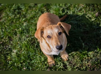 Welpe ELIZA - wenn ich groß bin möchte ich eine richtige Familienhündin sein...