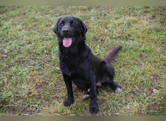 ARNE - der goldige, liebe Rüde freut sich sehr auf sein eigenes Zuhause!