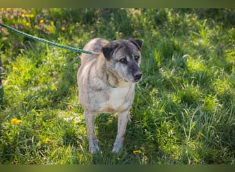 WILSON - der ruhige und bedächtige Senior mit der zarten Seele sucht ein liebevolles Zuhause