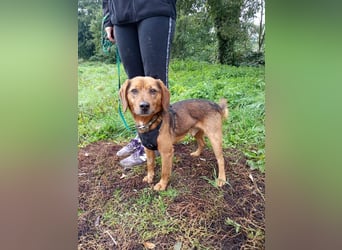 BAILEY - wer zeigt dem fröhlichen, dankbaren Rüden, wie schön ein Hundeleben sein kann?