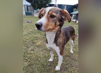 MAYA - die liebe und zutrauliche Hündin wartet gespannt auf ihre Menschen!