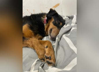 SKIBBY - ich möchte spielen + kuscheln und suche Familienanschluss mit großem Garten