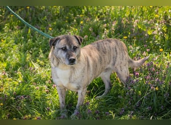 WILSON - der ruhige und bedächtige Senior mit der zarten Seele sucht ein liebevolles Zuhause