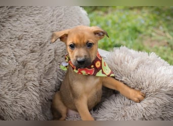 Welpe SPAJDER - der kleine Racker möchte so gerne DEIN vierbeiniger Begleiter sein!