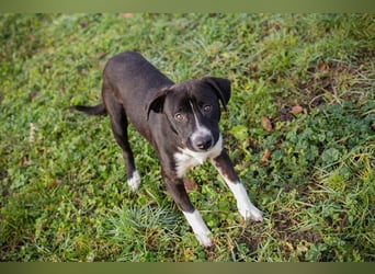 Chip-Nr.: 261357 - ich möchte zusammen mit meinen Menschen die Welt erobern!