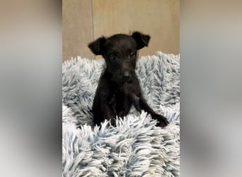 Welpe JANG - kuscheln, lernen, spielen - wer schenkt mir Liebe und ein tolles Hundeleben?