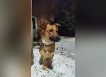 FOXY - ich wünsche mir eine liebevolle Familie, die mir zeigt wie schön ein Hundeleben sein kann...