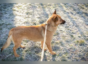 ROSALINA - die süße Hündin träumt von einem tollen Für-Immer Zuhause