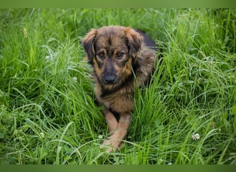 SISSY - in dieses hübsche Mädchen kann man sich doch nur verlieben...