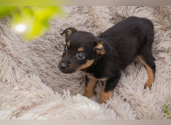 Welpe MAIKA - wenn ich groß bin möchte ich so gerne eine richtige Familienhündin sein!